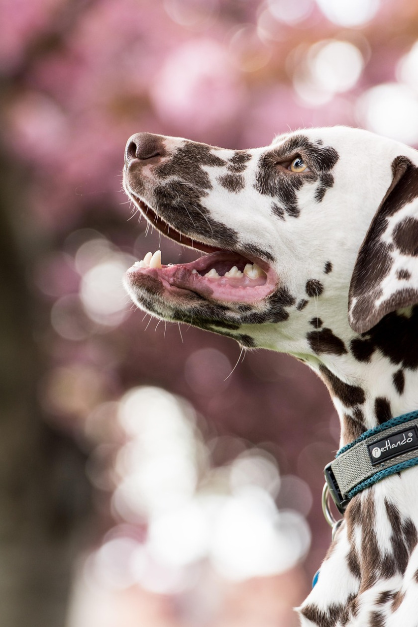 pet sitter dog at home smile